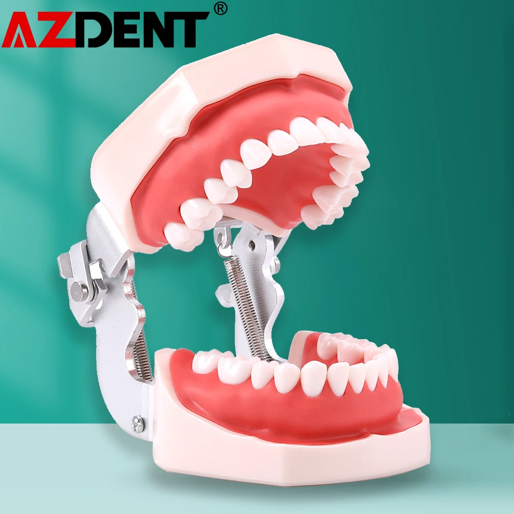 Azdent Dental Model Training Dental Technician Practice With Removable Typodont Teeth Dentistry Equipment