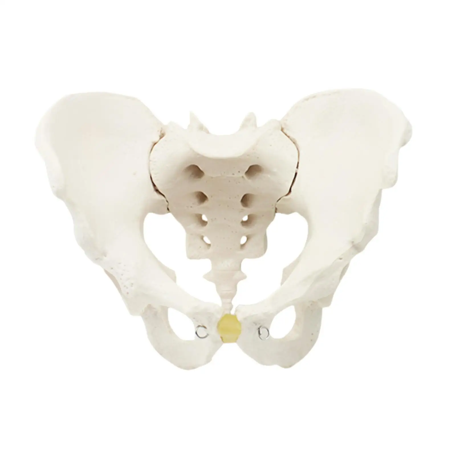 Male Pelvic Skeleton Model Display Teaching Equipment Hip Bone Pelvic Model