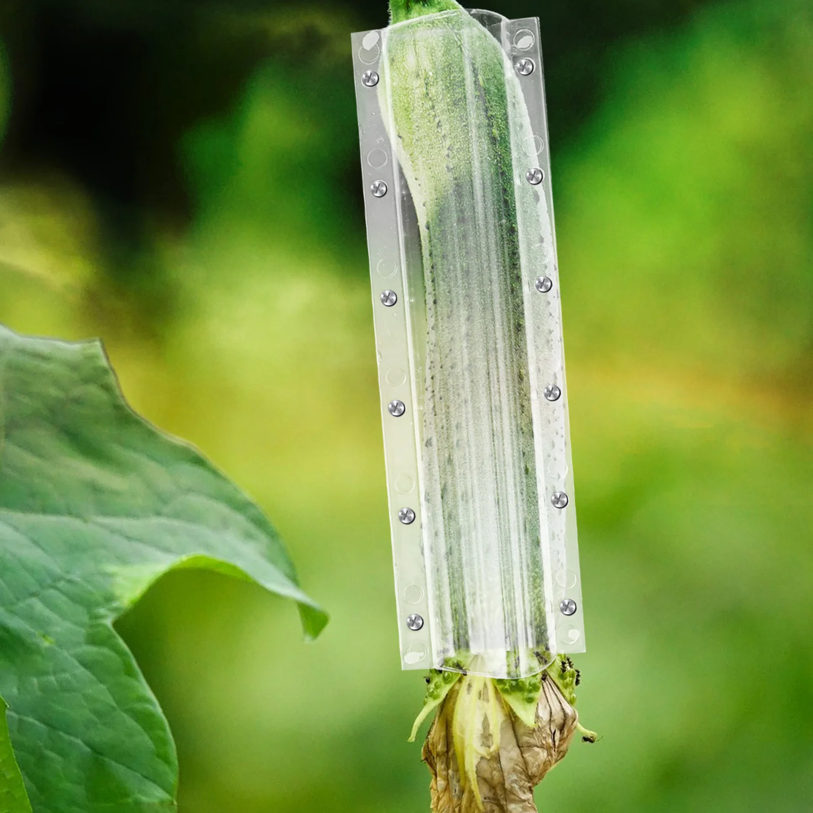 

4Pcs Vegetable Shaping Mold for Fruit Growing Transparent DIY Acrylic Reusable Molds Multi-Function Gardening Tools Clear Fruit