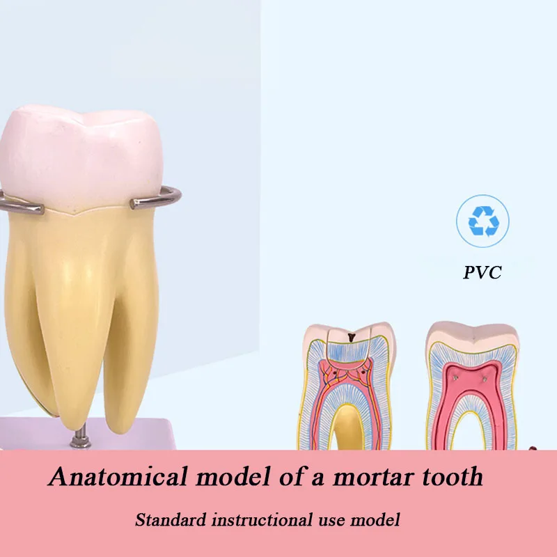 Detachable Large Molar Model PVC Portable And Practical Vivid  Mortar Tooth Anatomical Model Visual Teaching Mold