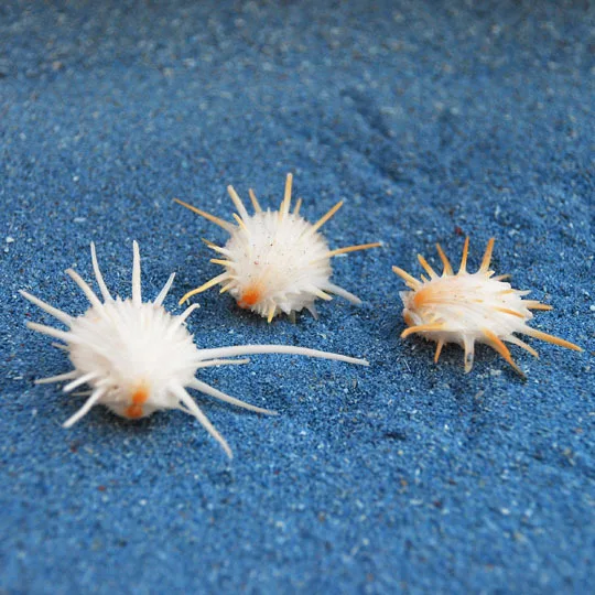 Natural Spondylus Shell - Mini 2cm White Spiny Oyster, Rare Marine Specimen, Seashell Collection, Ocean Themed Decor, Tiny Spond