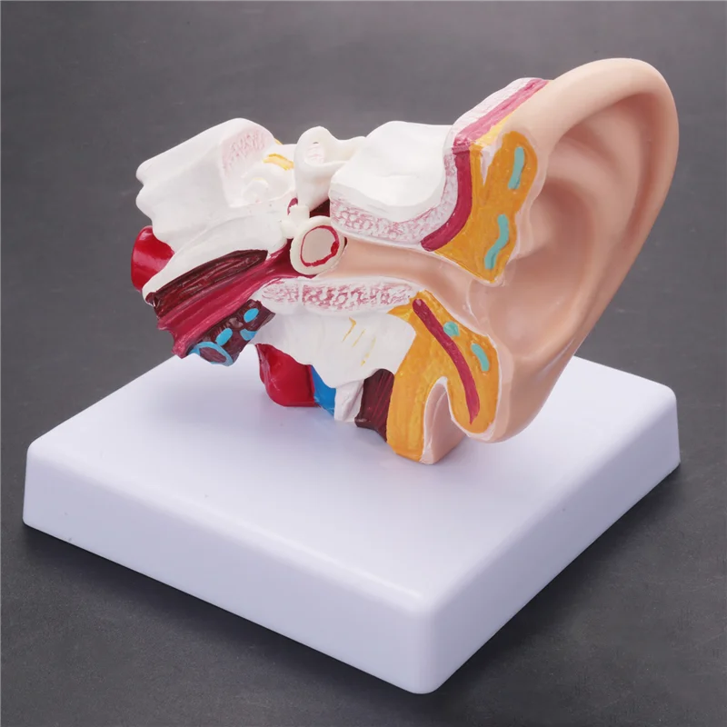 A42Z-1.5 Times Human Ear Anatomy Model Showing Organs Structure Of The Central And External Ears Teaching Supplies