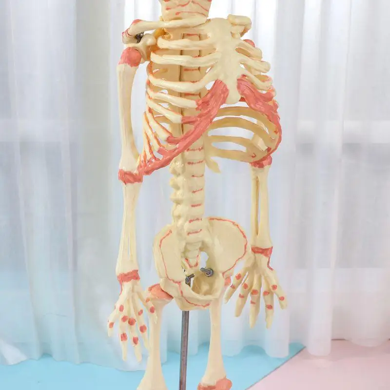 W89C 37 Human Double para Head Baby Skeleton Anatomy Anatomy Study Teach