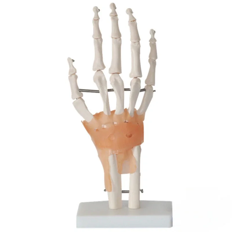 

Medical teaching aids - Human hand joint ligament model - Hand bone, ulna, radius, human skeleton, hand and foot surgery