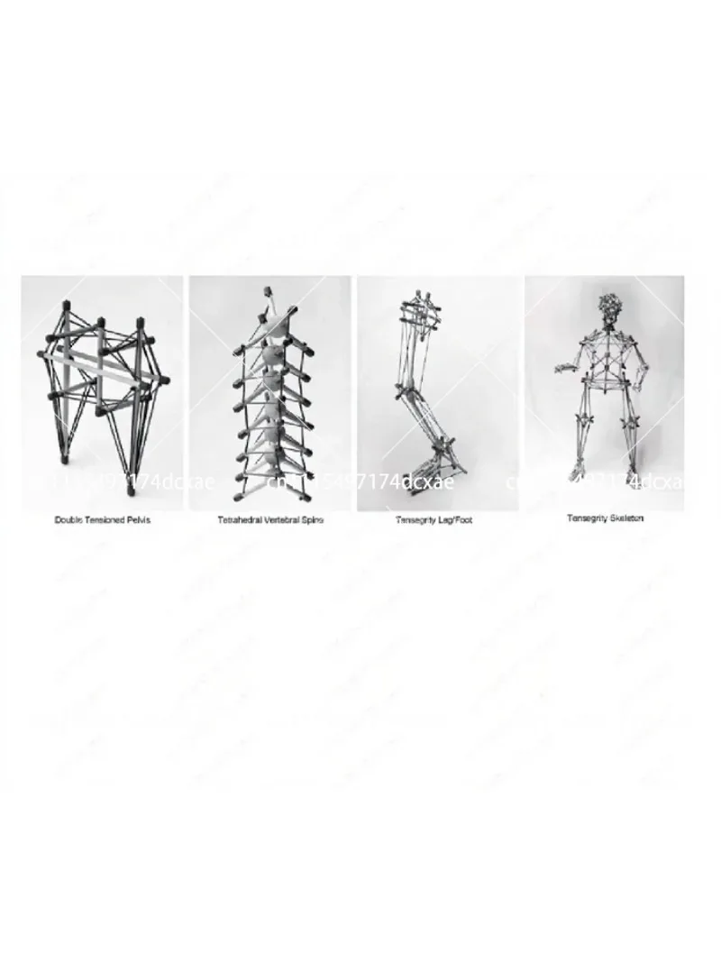 Pelvic Fascial Tension Anatomy Model for Rehab Teaching & Demonstration