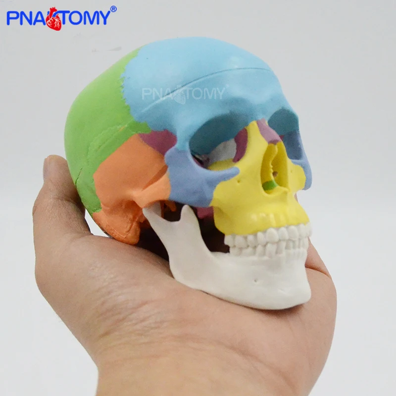 Modelo de Mini cráneo de color desmontable, herramienta anatómica humana, recursos de enseñanza, regalo médico, equipo educativo de anatomía, 3