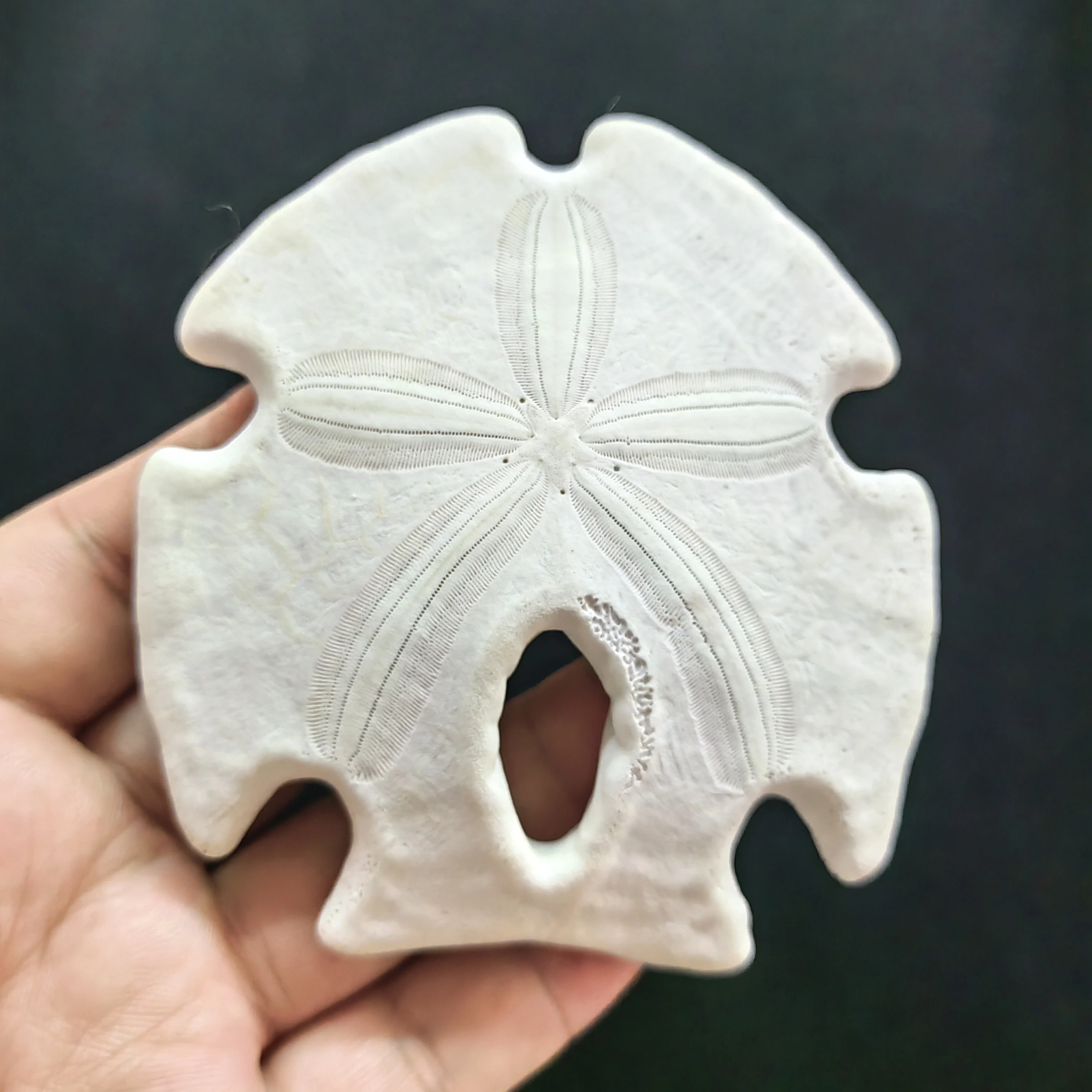 

1PC Natural Conch Shells Sea Urchin Shells Succulent Flower Pots Creative Lampshade Shells Decorative Ornaments Home Beach Decor