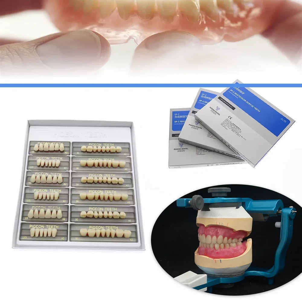 3Sets/Box Dental Synthetic Resin Teeth Full Mouth SP2 SP3 S/M/L Dental Acrylic Resin Dentistry Materials Education Model
