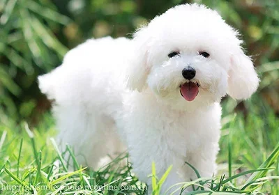 

For Mercedes-Benz CLS-Class C218 W218 2014-2017 2015 2016 Wiper Front Wiper Blades Windshield Windscreen Window Brush 24"+24"