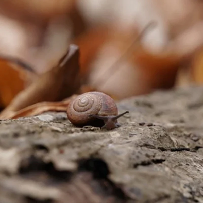 

Бесколлекторный двигатель HGLRC SPECTER 1202.5 11000KV 1-2S LIPO для FPV-дронов, фристайл-дронов 85 мм (2,5 дюйма), Toothpick 3 дюйма и дальнобойных дронов