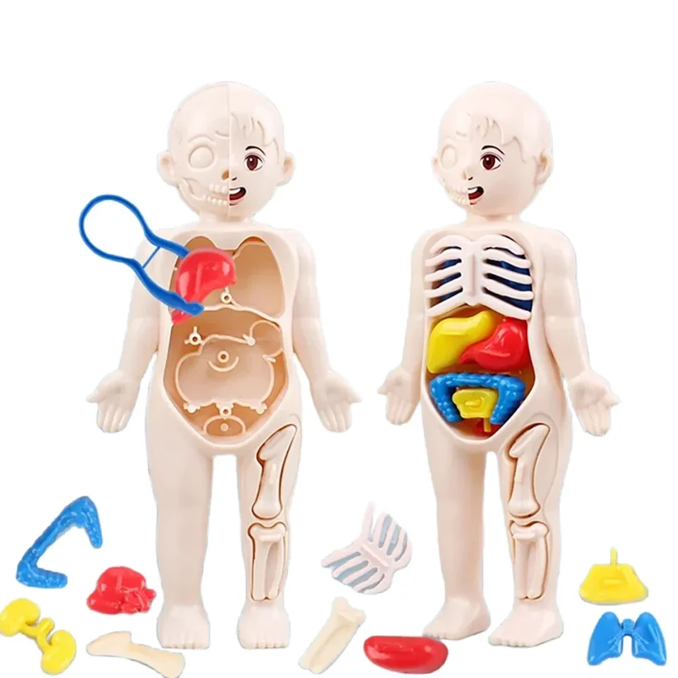 Crianças biologia ciência brinquedo corpo humano órgão anatomia modelo diy montado brinquedos médicos ferramentas de ensino para crianças aprendizagem