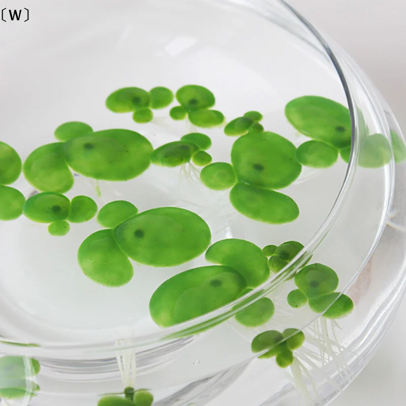 〔W〕18pcs/set Aquarium Fish Tank Decor Artificial Floating Garden Water Floating Duckwees Float With Root〔Winter1〕