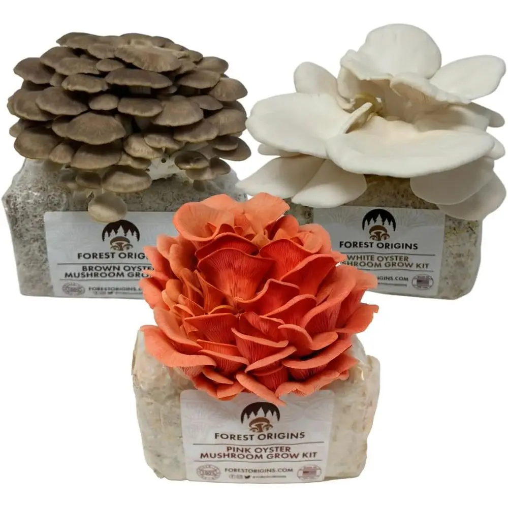 

Mushroom Grow Kit – 3-Pack Trio (Pink, Brown, White Oyster) | Indoor Growing Kit | Non-GMO, in 10 Days | Handmade in Caliornia |