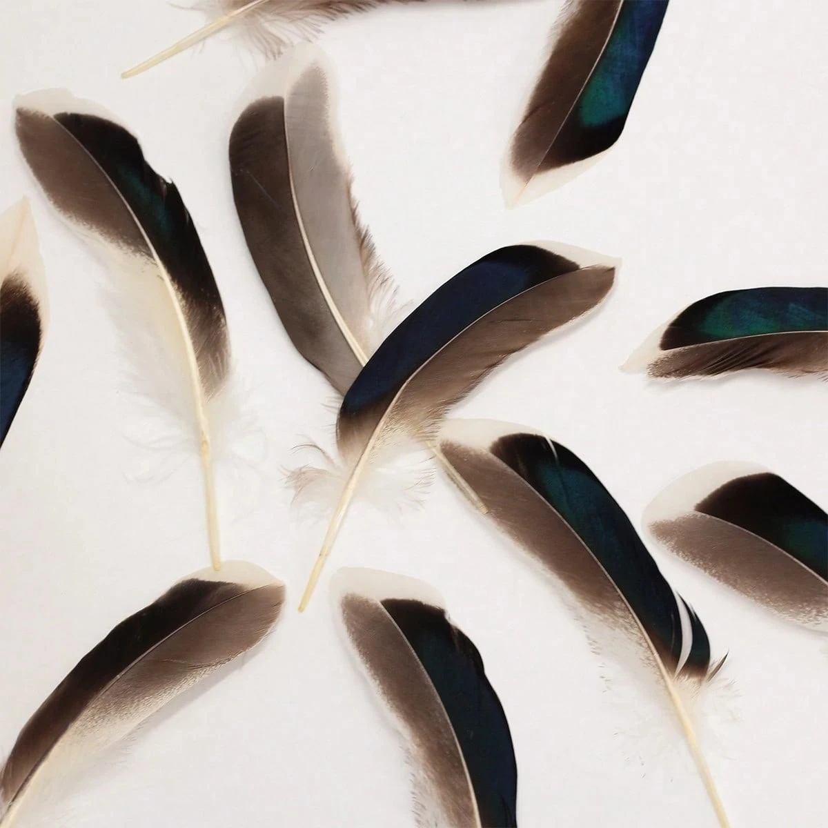 ขนเป็ดธรรมชาติ 100 ชิ้น ขนาด 4-6 นิ้ว สีแดง น้ำเงิน ขาว ขนตกแต่งสำหรับชุดแฟนซี งานแต่งงาน งานคริสต์มาส งานปาร์ตี้