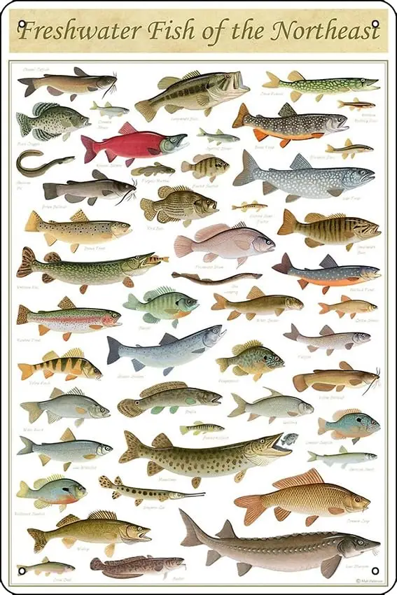 Oedrtqi Freshwater Fish Of The Northeast Poster Funny Metal Tin Sign for Home Kitchen Bar Room Garage Decor ;