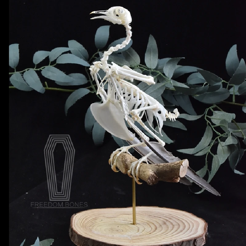 

2119 Bone Specimen Home Decoration Bird Bone Animal Specimen Sculpture Crafts Collection Friends Birthday Gift Vintage Decor