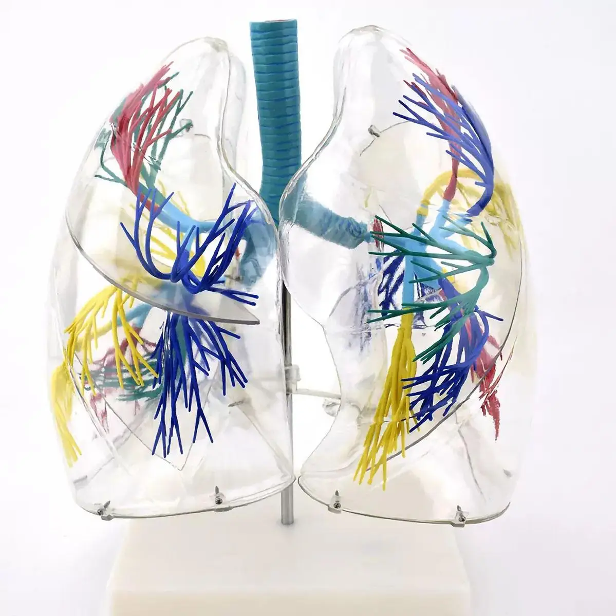 

PVC Human Clear Lung Model Medical Anatomical Models Teaching