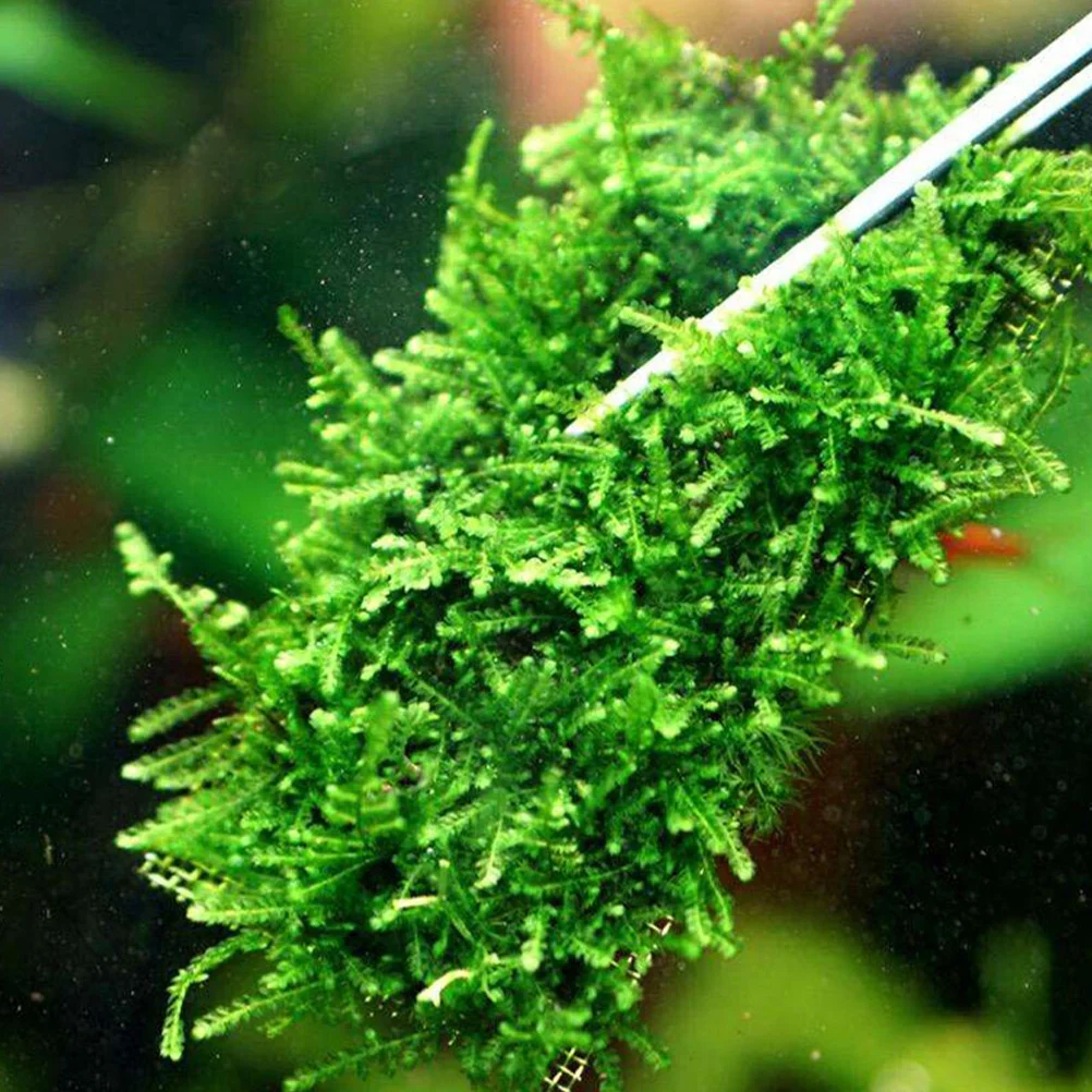 

Stainless Steel Pad Plant Fixed Net Aquarium Grass Fish Tank Decor Water Plants Water Grass Mesh Square Hole Wire Mesh