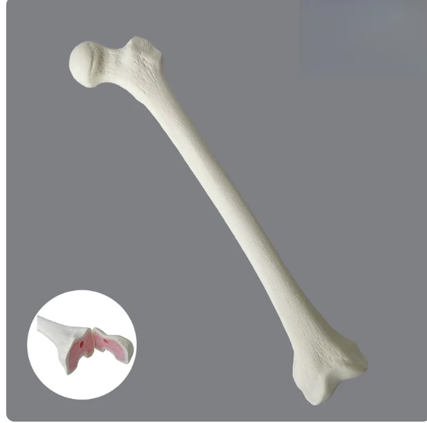 Simulated Human Femur Bone Model, Synthetic Pseudobone for Orthopedic Surgical Training Practice