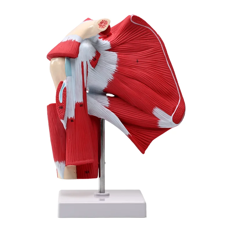

Life Size Shoulder Joint Model with Deep Muscle Human Muscle Anatomical Model Skeleton Anatomy Educational Equipment Medical