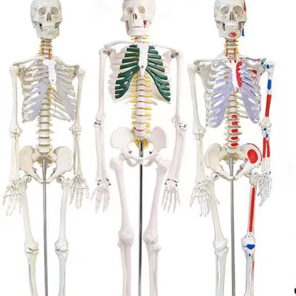 85CM Human Active Model Medical Anatomy Skeleton Skeleton Model Medical Learning Halloween Party Decoration Skeleton Art Sketch