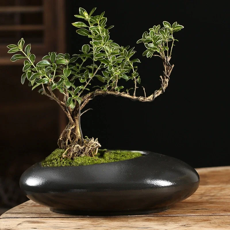 Ceramic Plant Tray Hydroponic Water Cultivation Lucky Wood Base Lotus Leaf Flower Pot Home Decorative Accessories