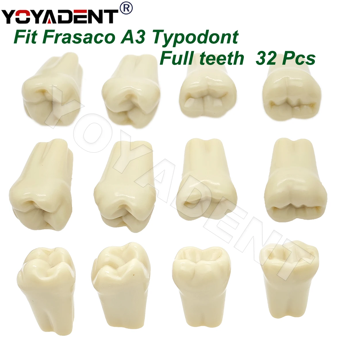 Dental Teeth Training Model Fit Frasaco A3 Full teeth 32Pcs Replacement Tooth Particles