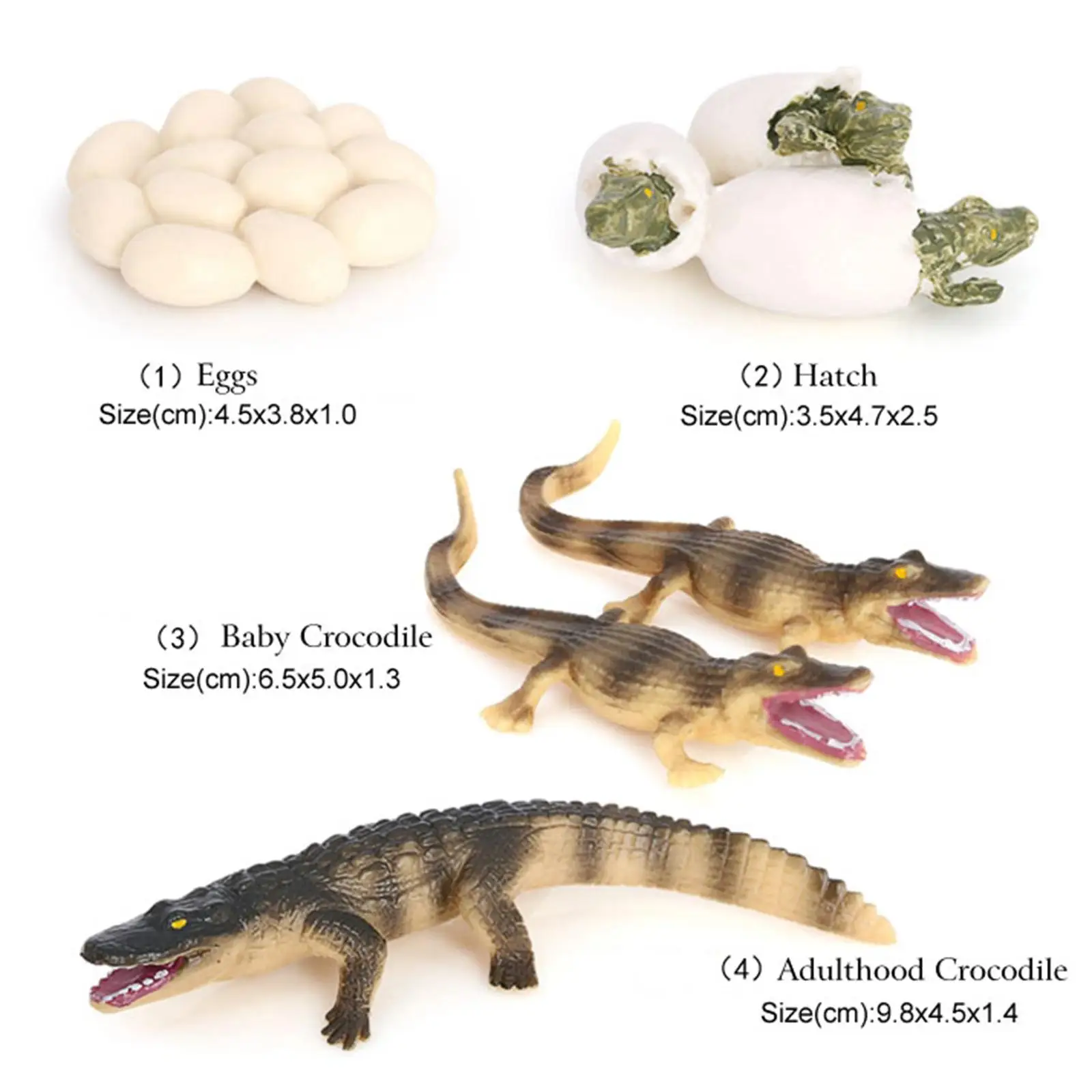 4 Stages Life Cycle of a Dragonfly, Plastic Toy Figure Painted Model