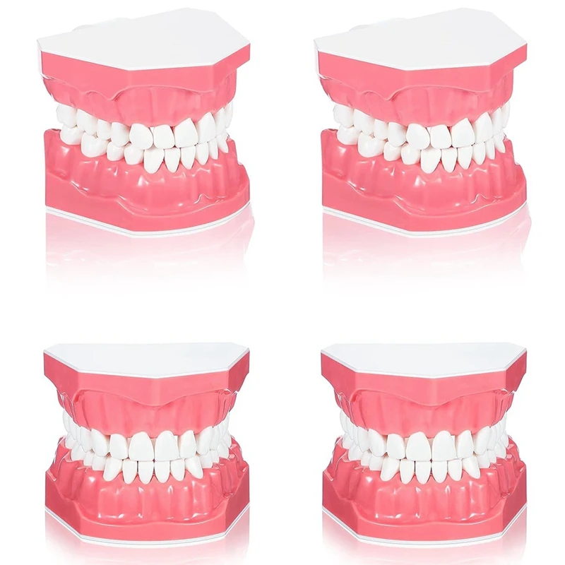 Standard  Teeth Model 1: 1 Standard Size Toy Teeth For Brushing Flossing Practice Mouth Model For Teaching Studying