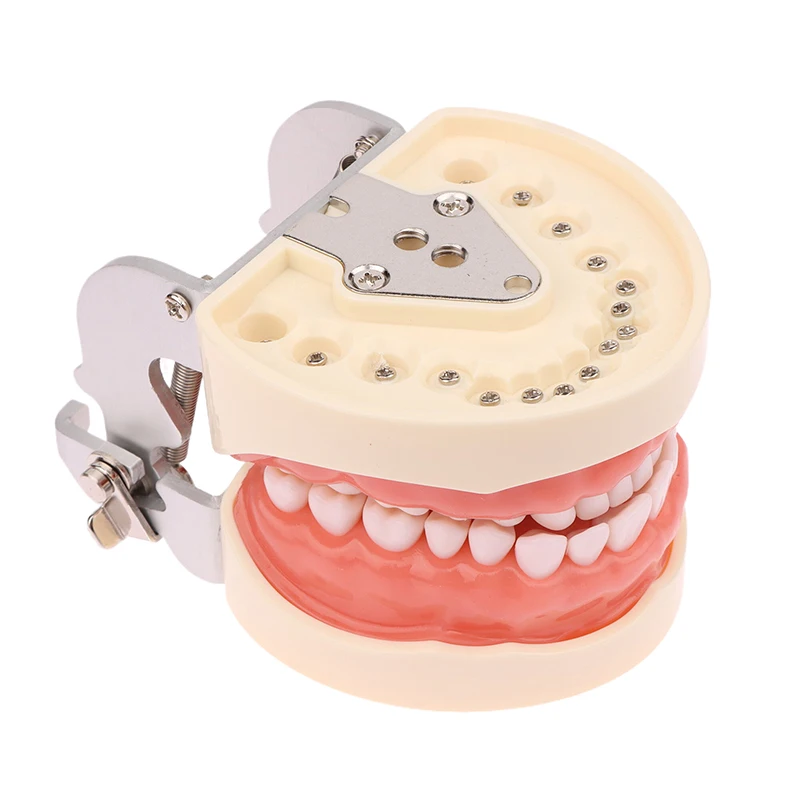 Modelo de enseñanza Dental de 32 dientes, modelo de dientes de ortodoncia Dental estándar para estudio educativo de odontología, 1 Uds.