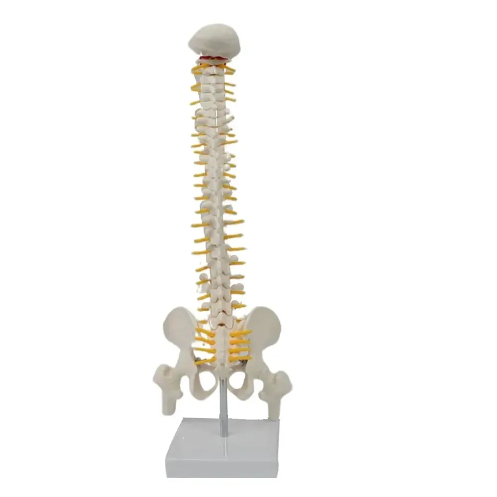 

1 Pcs Medium-sized Spine Belt Pelvic (Vertical) Model in Medical Teaching Human Bone Model Spine Model Teaching Demonstration