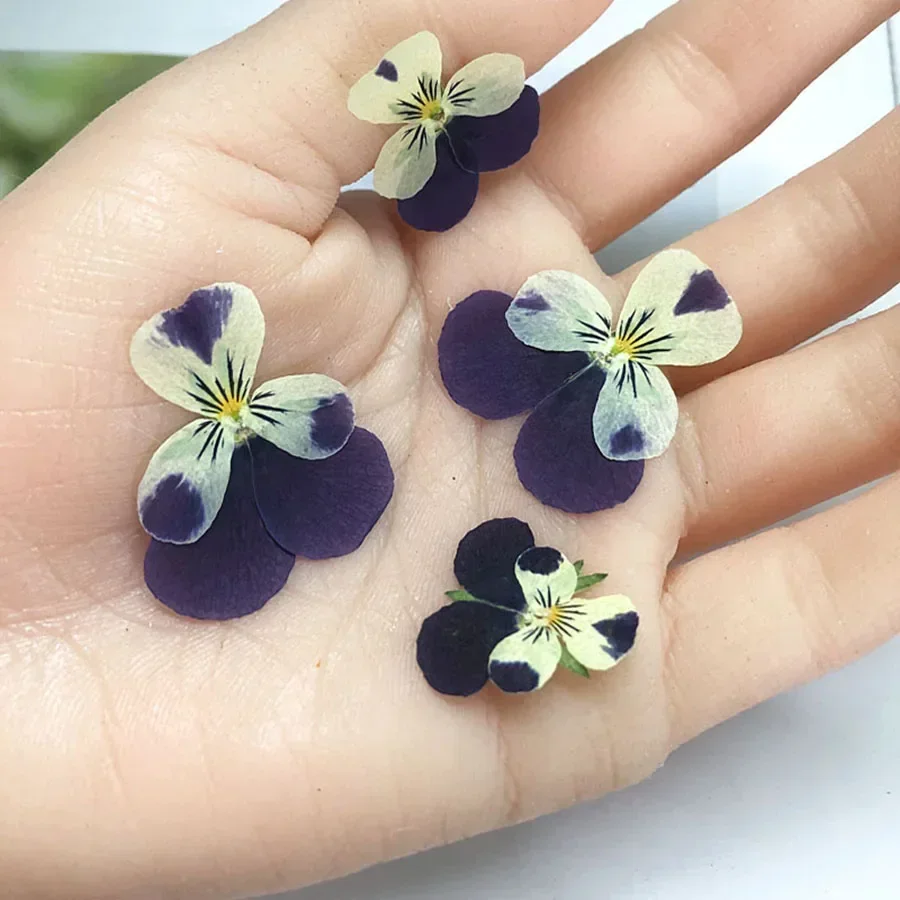 60pcs Pressed Dried Pansy Viola Tricolor L. Flower Plants Herbarium For Jewelry Postcard Bookmark Phone Case Making DIY