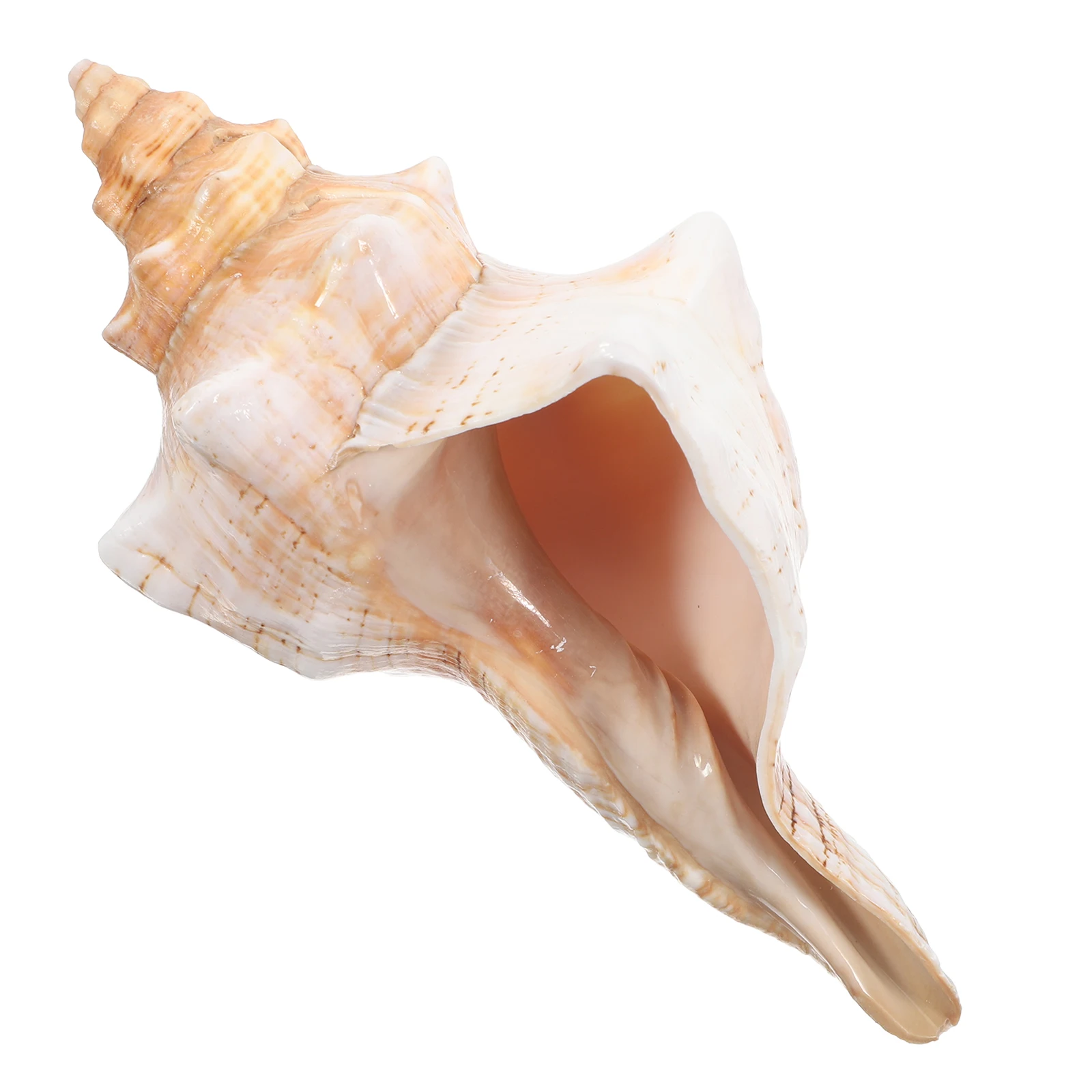 

Giant Conch Shells 6-7 Inches Natural Striped Decor Aquarium Beach Party Vase Filler Photo Prop Ocean Home Ornament