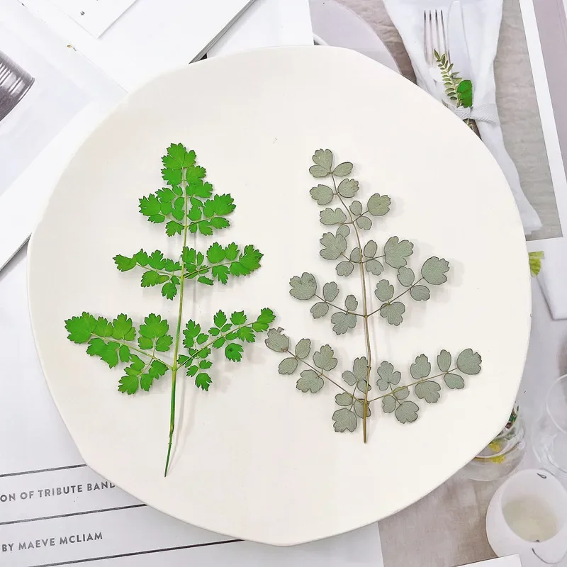 

7-10cm/24pcs,natural Thalicorice real leaf embossed dry flower,DIY picture frame bookmark candle nail beauty glue drop materials