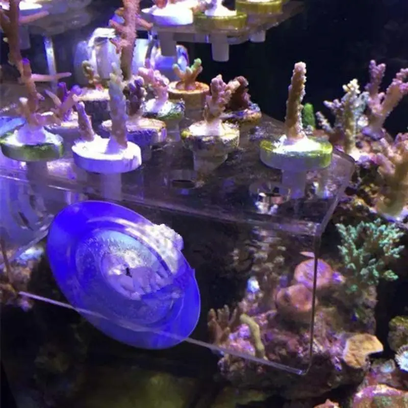 

X4YE Coral Frag Rack Suction Acrylic Coral Frag Durable Holder Holds 23 Plugs