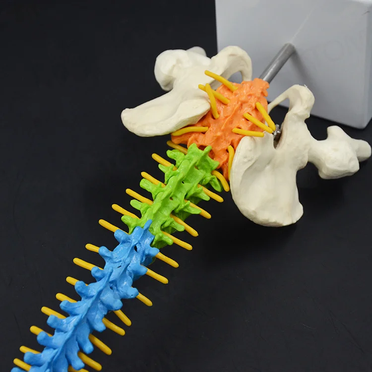45 cm color human spine pelvis cervical bone model orthopedic rehabilitation equipment massage bone pain