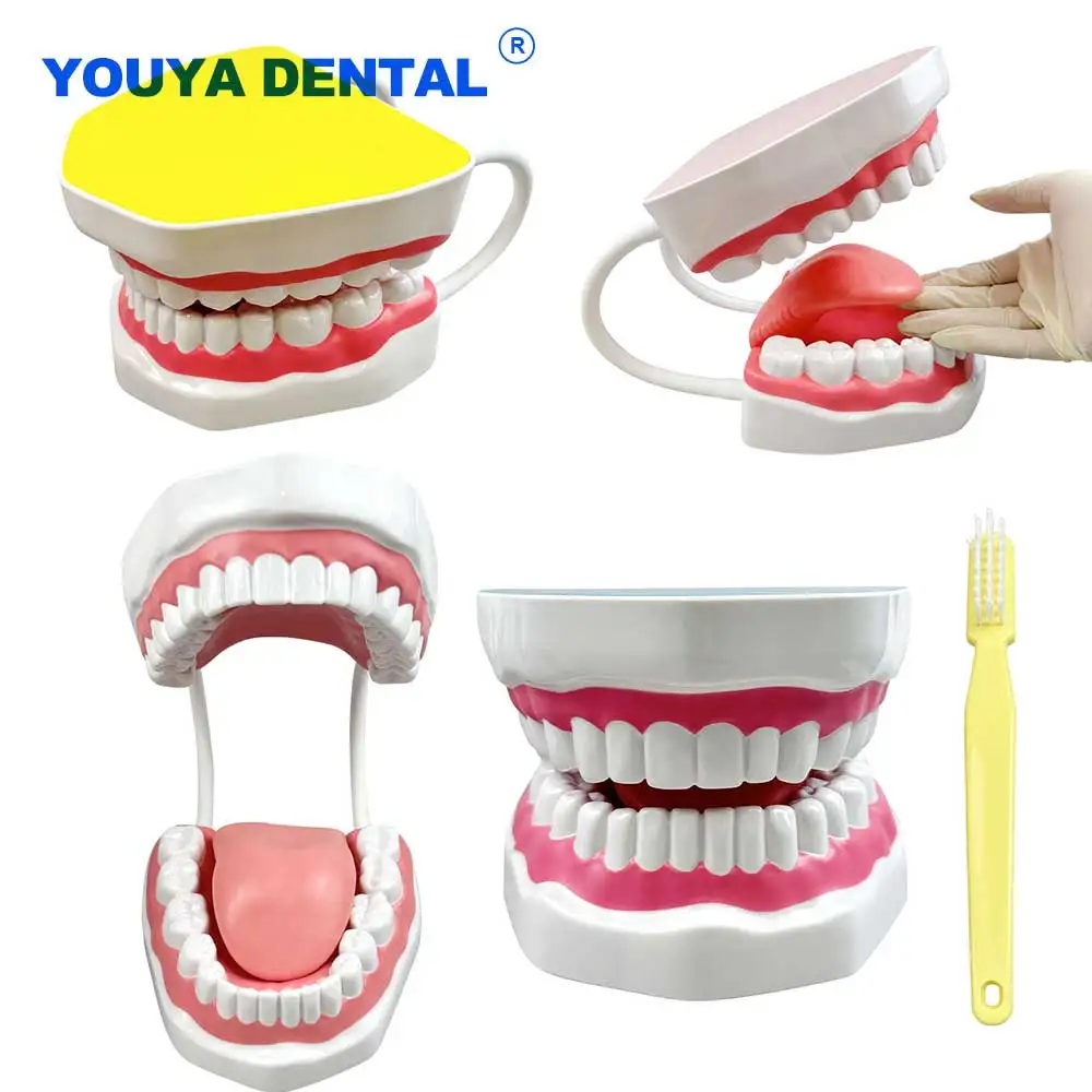 

6 Times Standard Size Dental Demonstration Model with Toothbrush Brushing Model Denture Practice Training Teaching Model