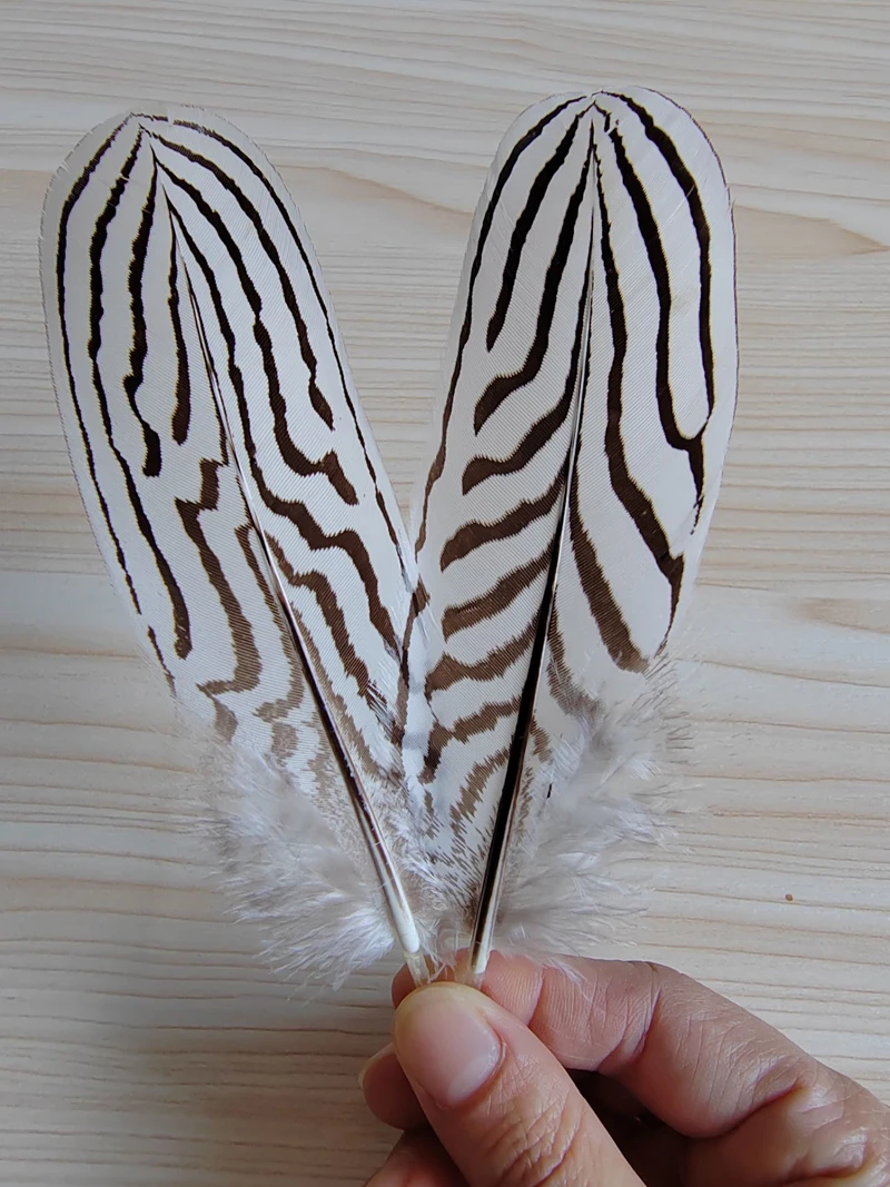 White Black Striped Silver Pheasant Quill Feathers, 100Pcs Natural Plumes for Headdress, Clothing Decor, Fly Tying, DIY Crafts