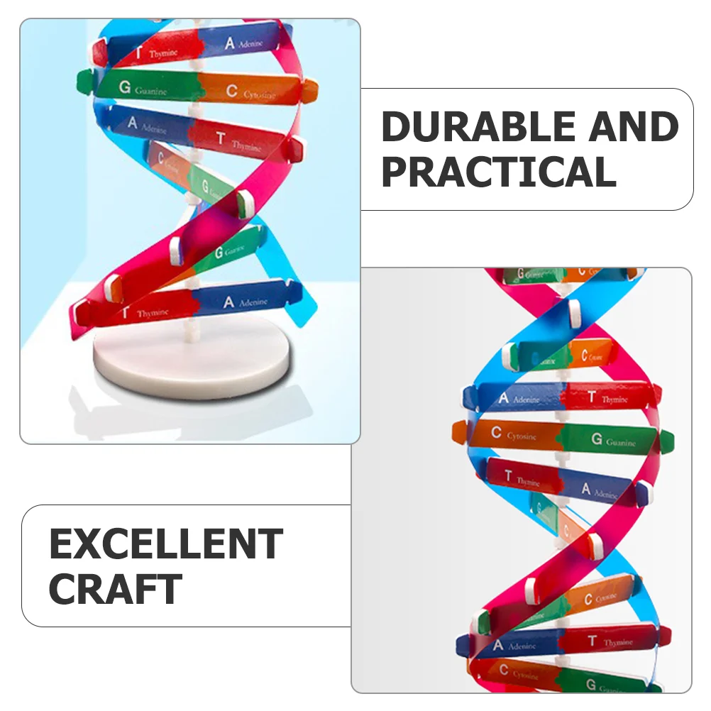 Toy Dna Double Helix Kids Assembly Build Science Kit Assembled Biology Teaching Aids Classroom Child