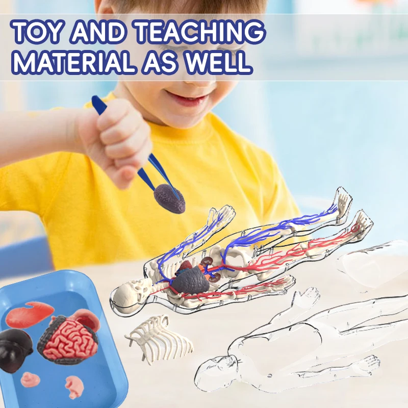 4D Human Body Anatomy Model With Blood Vessel Children Plastic DIY Skeleton Toy Science Human Vascular Maniki For STEM Education