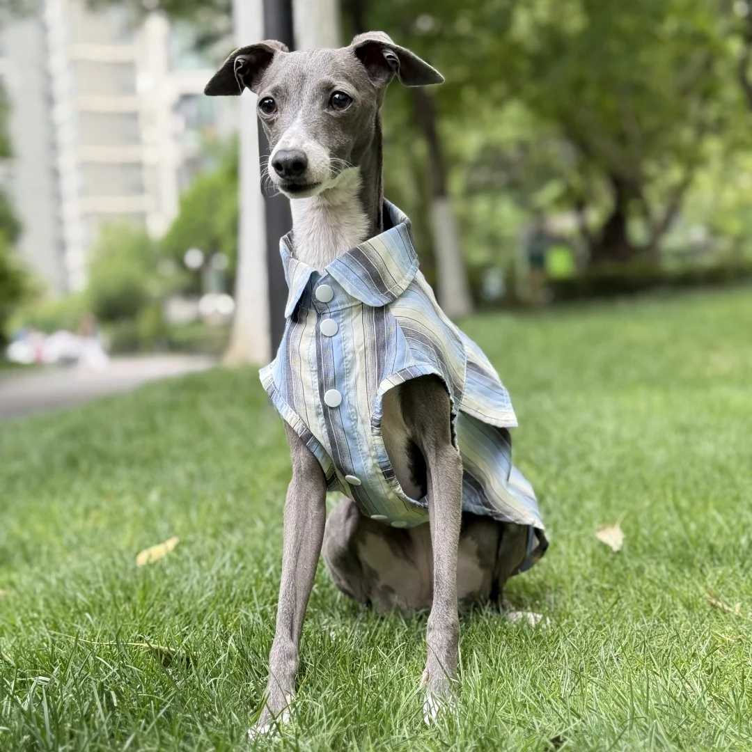 Sun Protection Blue Striped Shirt for Italian Greyhound Ice Silk Fiber Sleeveless Green Coat for Mid Dogs Summer Hat For Whippet view 5