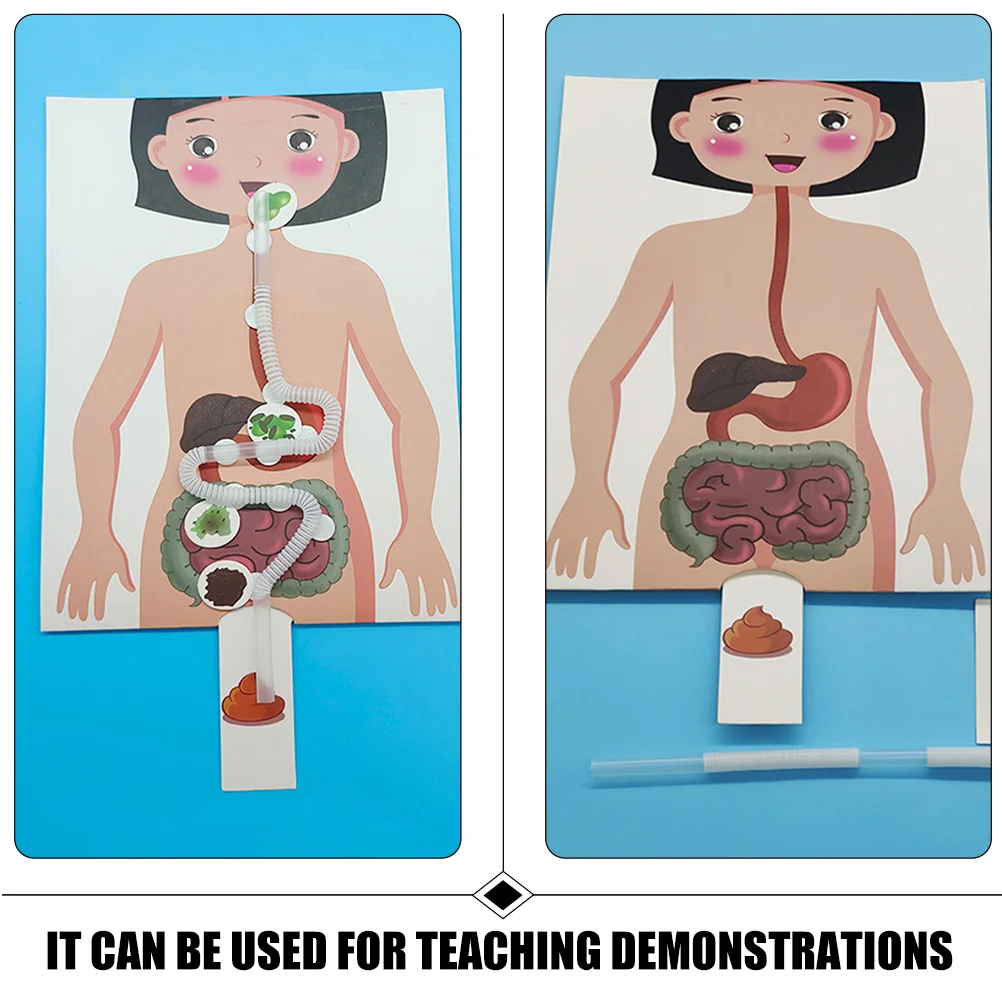 Kit d'expérimentation scientifique pour enfants, modèle de système digestif, nourriture humaine, modèles en plastique, simulation pour enfants, fournitures de bricolage, 2 ensembles