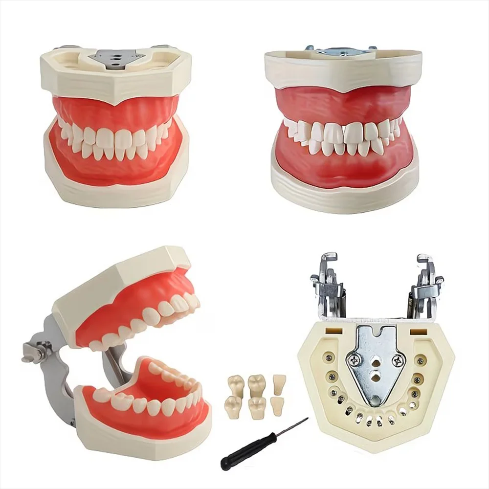 Dental Teaching Models, Fully Detachable Tooth Models, Suitable for Teaching, Practice, and Research. A Small Screwdriver Is Included.
