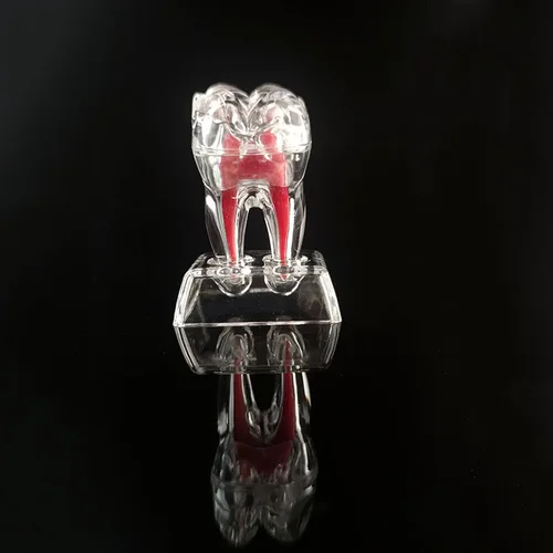Imagen 2 del producto Modelo anatómico Dental, transparente, luminoso, desmontable, descomposición de un solo diente, adornos clínicos de odontología, 4 dientes, 70mm