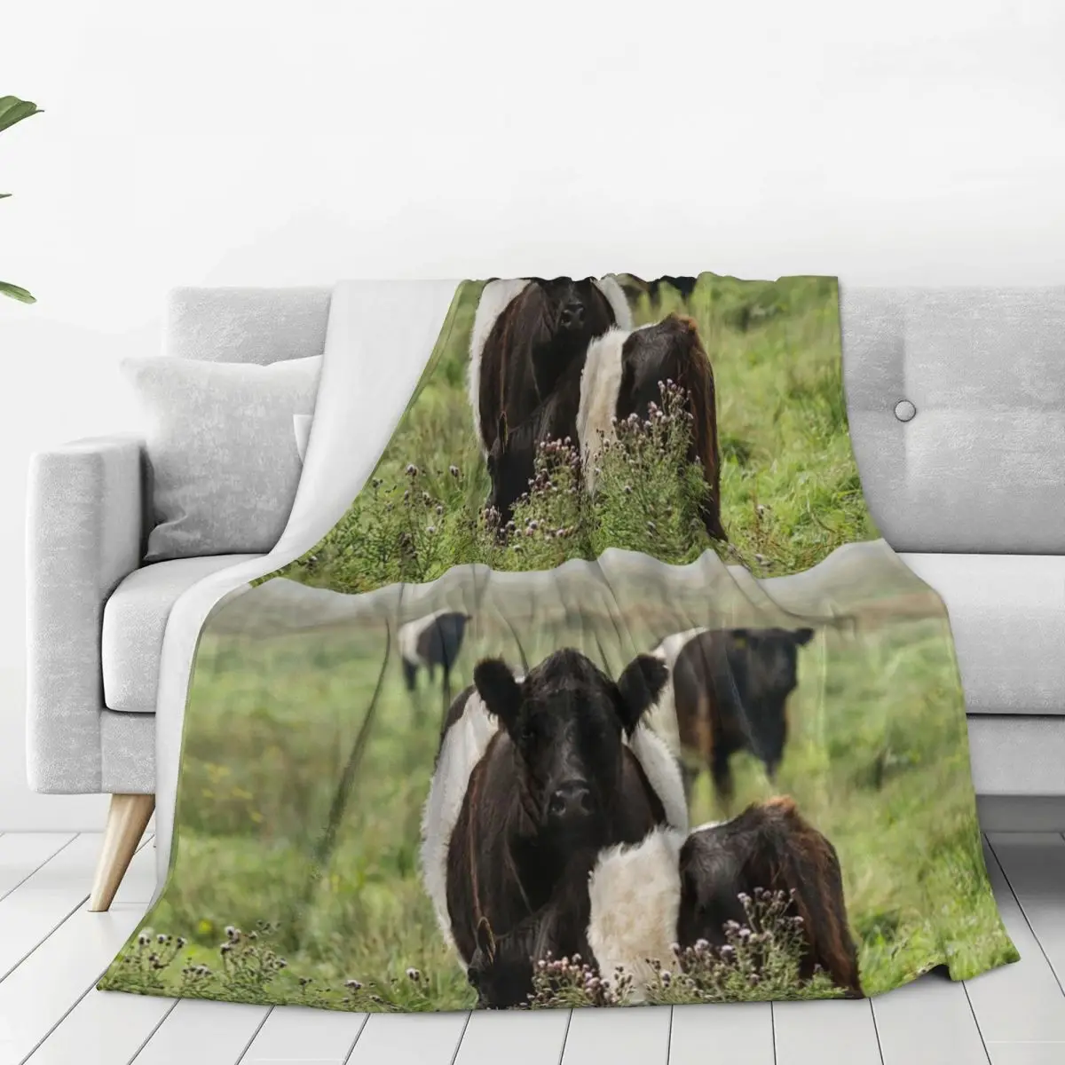 Belted Galloway Cows Blankets Fleece Portable Throw Blankets Sofa Throw Blanket For Couch Bedding Office Throws Bedspread Quilt