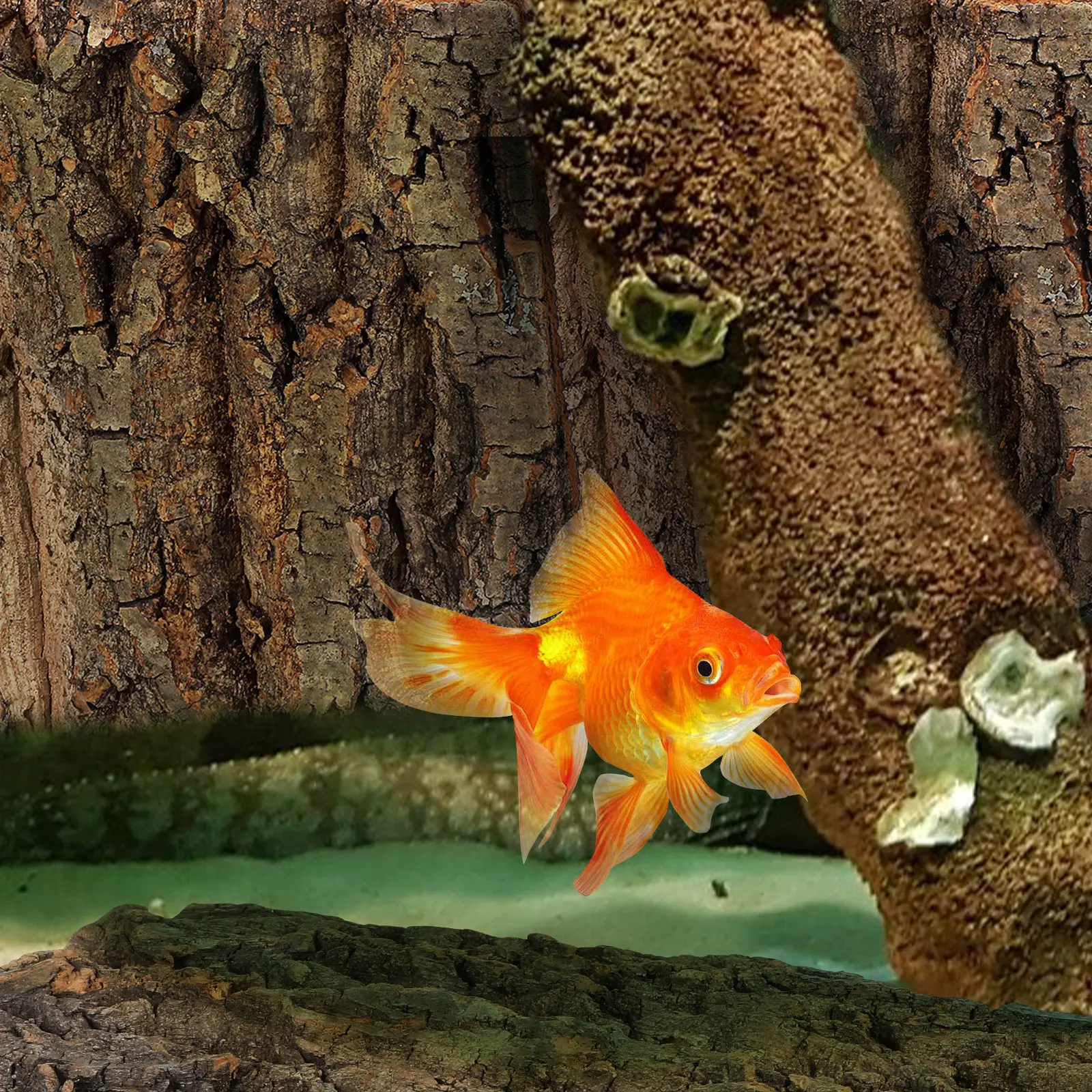 Aquarium Fish Background - 4Pcs Natural Cork Bark Aquarium Decoration