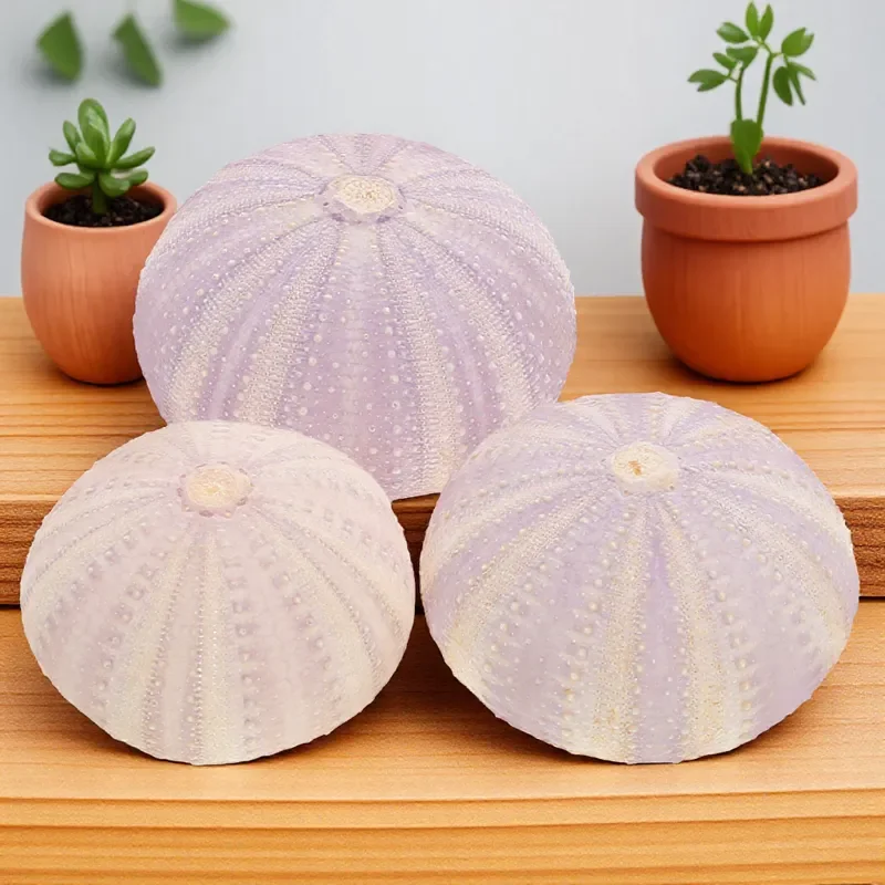 3 pcs Natural Dried Sea Urchin Shell Unique Small Planting Holder Air Planting Pot Desktop Ornament Decorative Craft For Home view 6