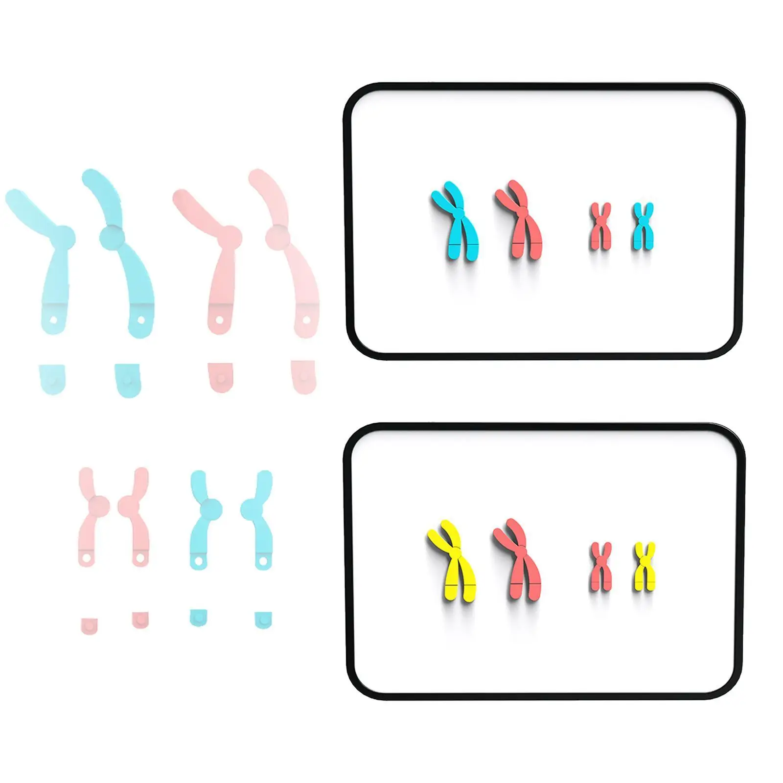 중학교용 교육 학습 교육 보조, 염색체 변화 모델, 생물학 자석 x 염색체 모델, Meiosis 모델