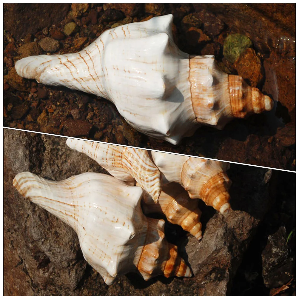 

Natural Craft Delicate Adorn For Fish Tank Creative Shell Decorative Art Exquisite Diy Conch Desktop Ornament Vivid Conch Home