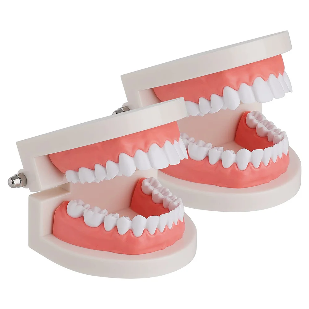 2 Pack Standard Dental Teeth Model - Dental Mouth Model Human Teeth Model Tooth Brushing Model for Teaching Studying